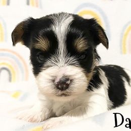 Biewer Terrier and Yorkshire Terrier Puppies from [580] Biewers and Yorkies